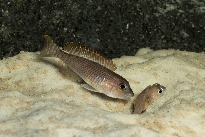 Lamprologus laparogramma 'Namansi'